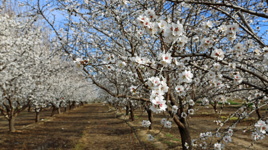 Your Guide to Almond Blossom Season in Ibiza
